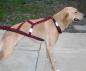 Preview: Howling Dog Alaska Hound Harness rot